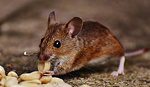 24 Hour & Emergency Exterminators in Hutchinson, KS